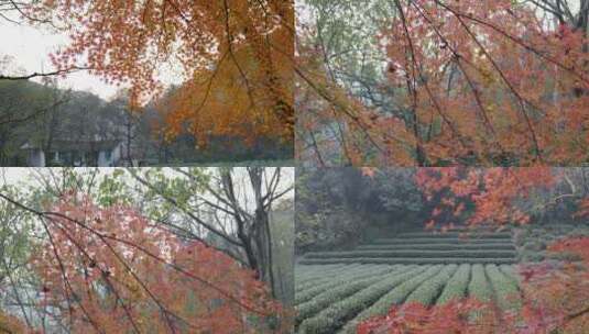 杭州九溪红叶秋景高清在线视频素材下载