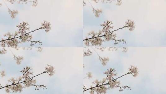 樱花空镜-天空背景-14高清在线视频素材下载
