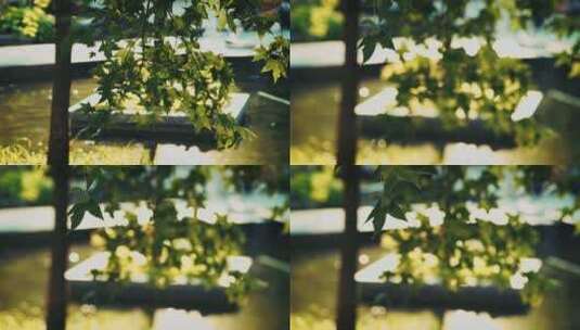 虚实变焦拍摄小区里的枫树唯美空镜高清在线视频素材下载