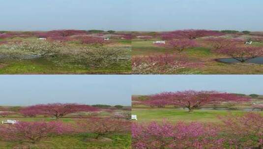 上海花开海上生态园梅花盛开高清在线视频素材下载