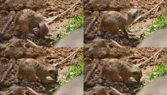 可爱的非洲野生动物细尾獴4K高清在线视频素材下载