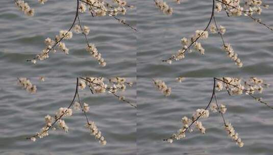 春天湖边盛开的山桃花高清在线视频素材下载
