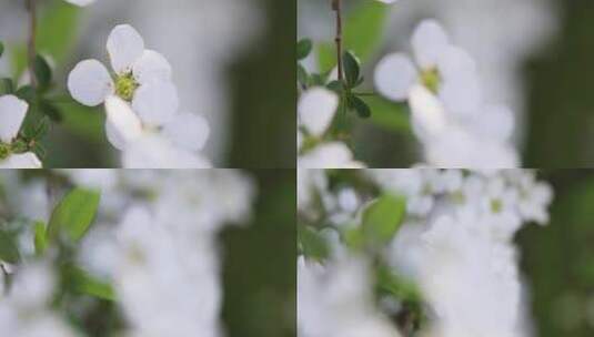 春天白色小花珍珠绣线菊花特写高清在线视频素材下载