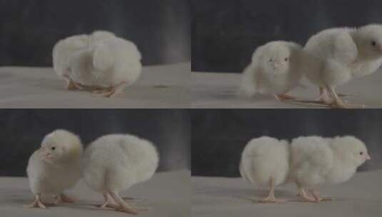 一只小鸡崽可爱的小鸡LOG高清在线视频素材下载