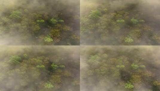 自然风光 鸟瞰迷雾森林雾气飘动高清在线视频素材下载