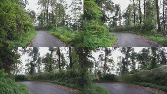 雨后多云雾天的山丘和高大绿树的自然风光之旅高清在线视频素材下载