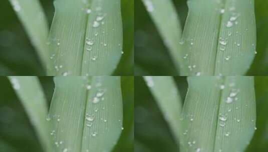 植物上的露珠实拍镜头高清在线视频素材下载