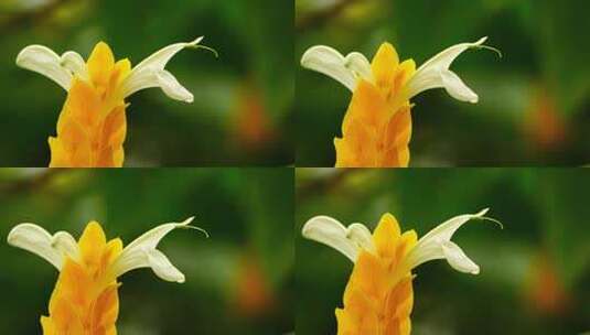 植物鲜花金苞花L高清在线视频素材下载