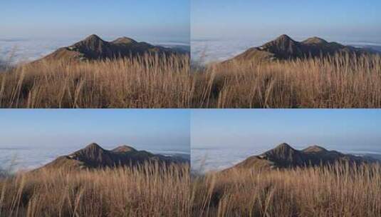 高山芦苇荡高清在线视频素材下载