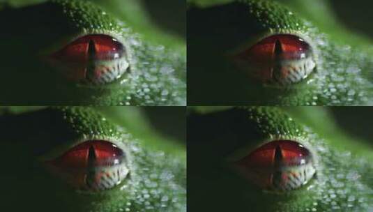 青蛙眼睛瞳孔高清在线视频素材下载