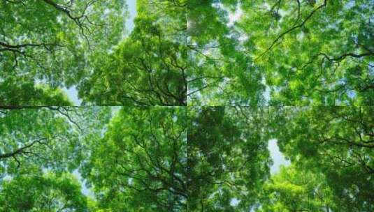 阳光树林绿色森林海红豆树相思树合集高清在线视频素材下载