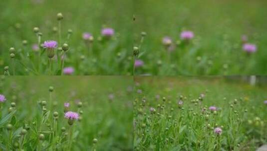 4K野花中草药素材——刺儿菜高清在线视频素材下载