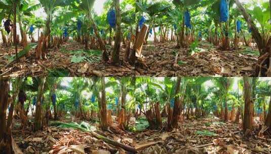 香蕉园种植园航拍高清在线视频素材下载