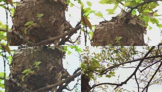 l1湿地植物树枝上的巢高清在线视频素材下载