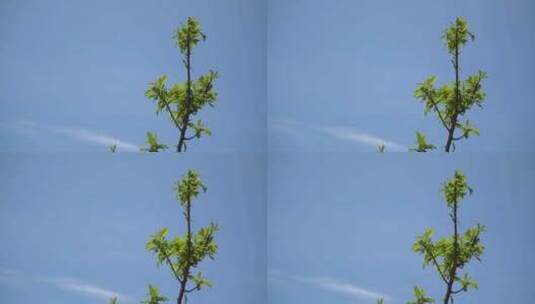 蓝天下的绿叶树叶高清特写镜头高清在线视频素材下载