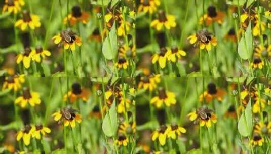 蜜蜂采蜜 蜜蜂 蜜蜂采花高清在线视频素材下载