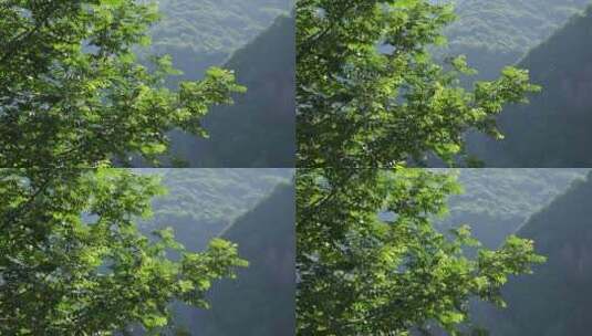 清新的夏天和微风吹动的树叶高清在线视频素材下载
