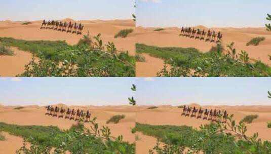 游客在阿拉善腾格里沙漠骑骆驼高清在线视频素材下载