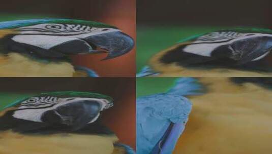 鹦鹉  金刚鹦鹉  可爱高清在线视频素材下载