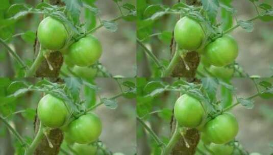 菜园里的两个青色番茄特写高清在线视频素材下载