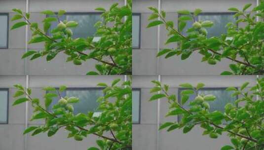 农村中式庭院柿子树下雨高清在线视频素材下载
