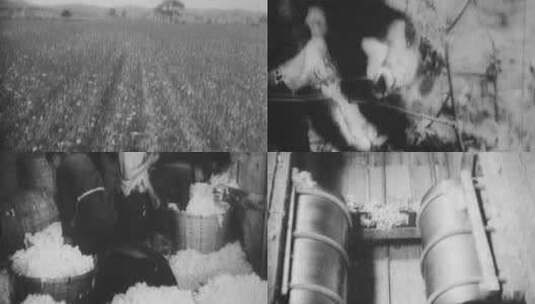 棉花种植 丰收高清在线视频素材下载