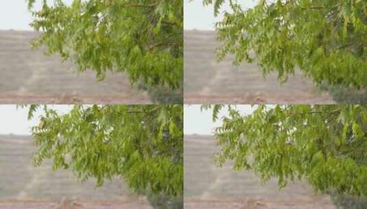 荒凉萧瑟的树叶空镜高清在线视频素材下载