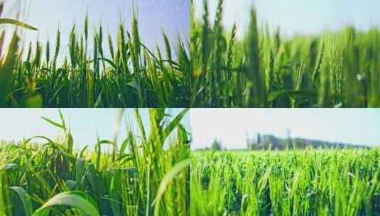 乡村振兴农业粮食小麦麦田三农丰收农田高清在线视频素材下载