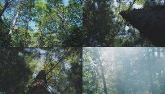 大自然松树高清在线视频素材下载