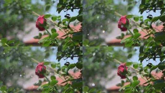雨水打在玫瑰花上高清在线视频素材下载