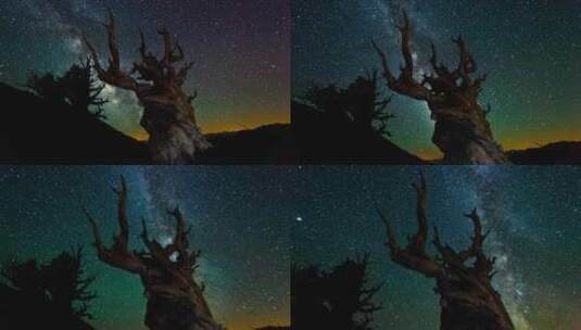 夜空星辰 枯树延时高清在线视频素材下载