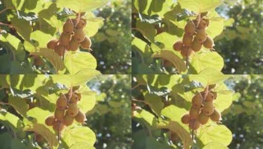 生长中的猕猴桃种植园采摘园高清在线视频素材下载
