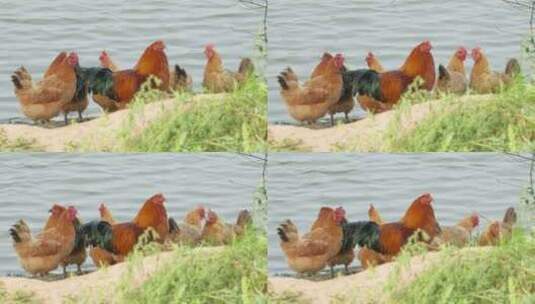农村河畔散养土鸡老鸡大公鸡高清在线视频素材下载