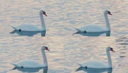 冬天天鹅泉水中的天鹅高清在线视频素材下载