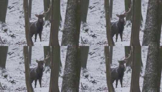 冬季森林里麋鹿高清在线视频素材下载