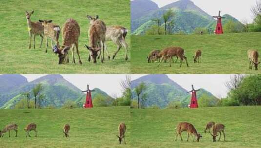 一群野生动物梅花鹿在草甸悠闲吃草高清在线视频素材下载