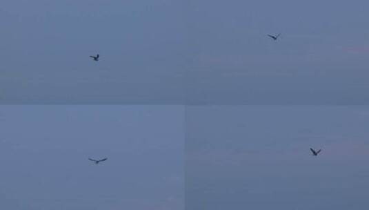 黑翅鸢飞行高清在线视频素材下载