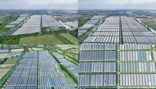蔬菜大棚高清在线视频素材下载