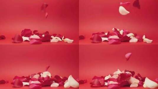 飘落的玫瑰花瓣高清在线视频素材下载