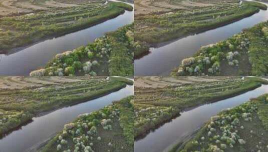 呼伦贝尔自然风光海拉尔河湿地夏季山丁子花高清在线视频素材下载