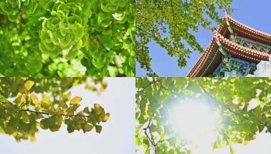 北京秋天绿色金边银杏叶高清在线视频素材下载