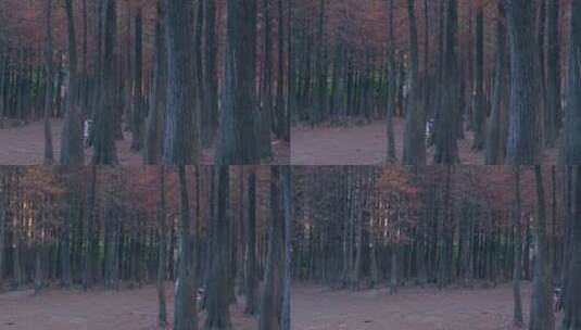 广州番禺大夫山森林公园落羽杉树林红叶高清在线视频素材下载