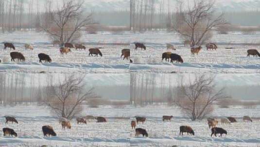 冬天雪地上吃草的羊群高清在线视频素材下载