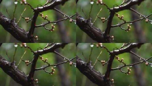 春天雨中的梅花花蕾高清在线视频素材下载