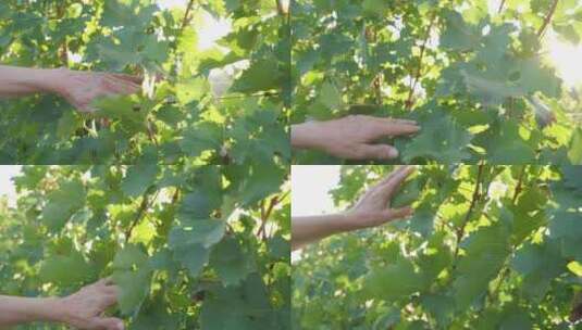 手在绿色植物叶子上抚摸的特写镜头高清在线视频素材下载