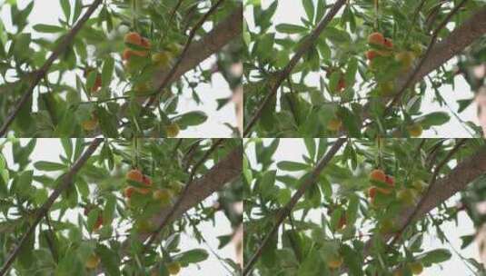 树上的杨梅结果实拍高清在线视频素材下载