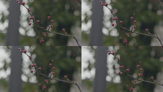 雨中盛开的梅花微距镜头特写高清在线视频素材下载