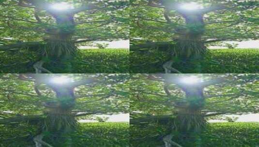 阳光下退潮海边绿色红树林与苔藓竖屏高清在线视频素材下载