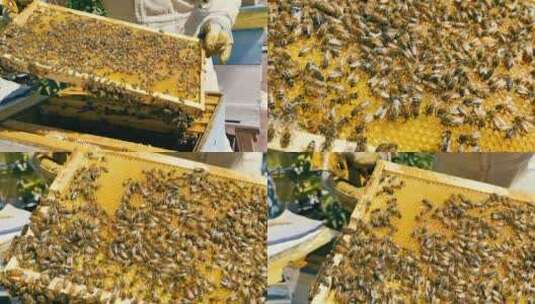 飞满蜜蜂的蜂箱和蜂蜜高清在线视频素材下载