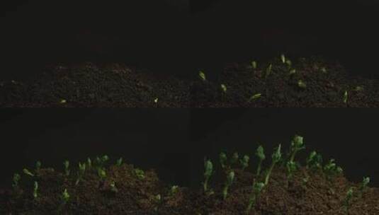 种子发芽  植物生长延时拍摄高清在线视频素材下载